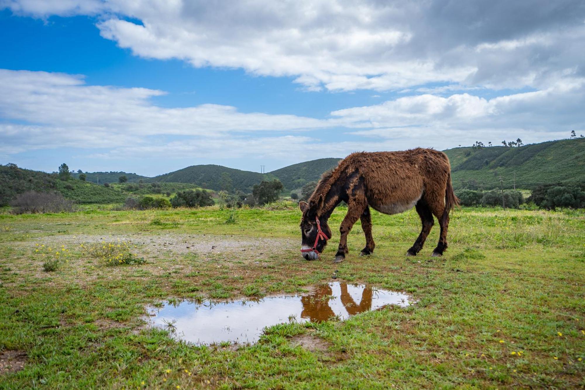 Burro Ville By Host Wise Portimão Kültér fotó