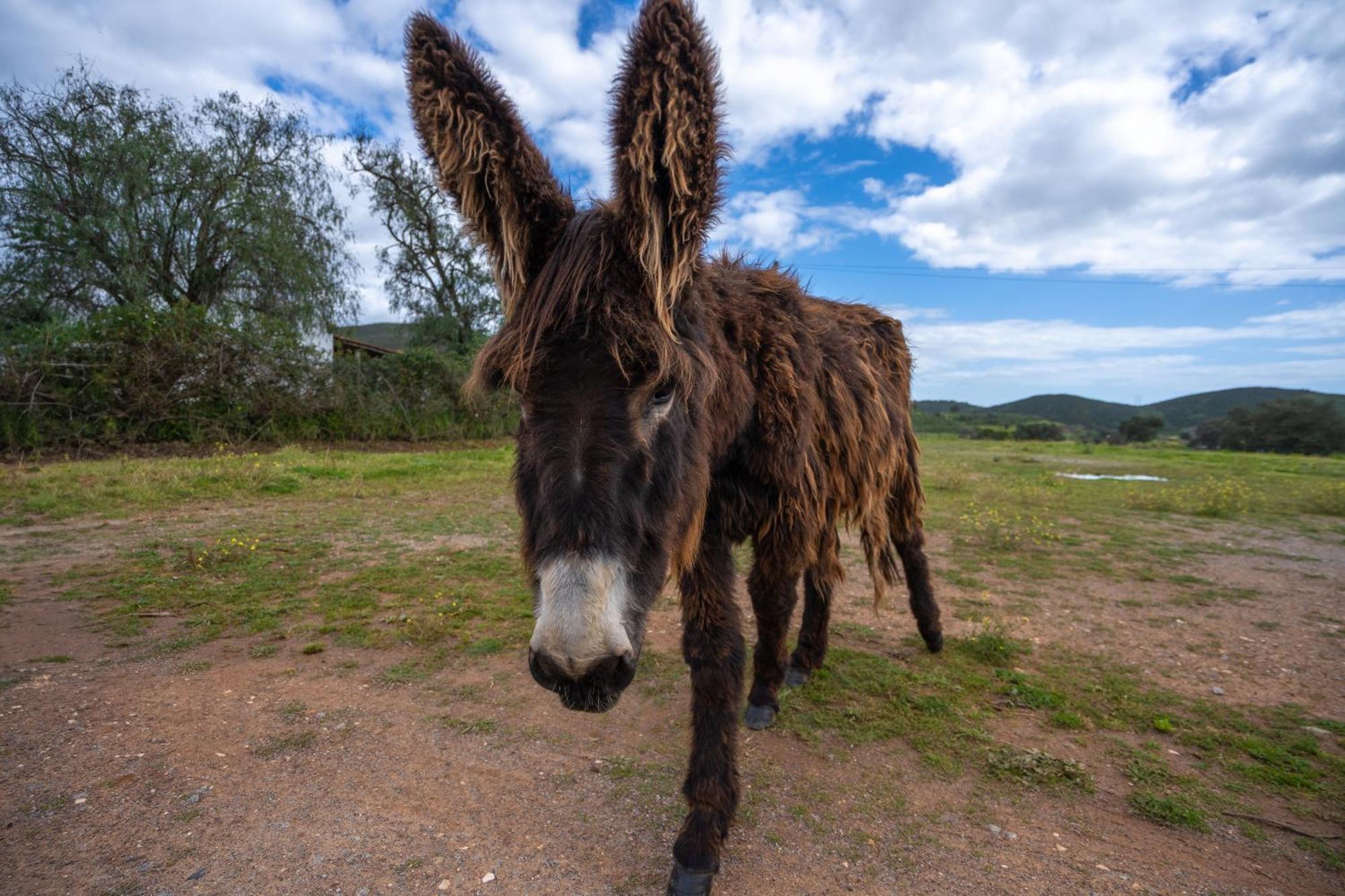 Burro Ville By Host Wise Portimão Kültér fotó