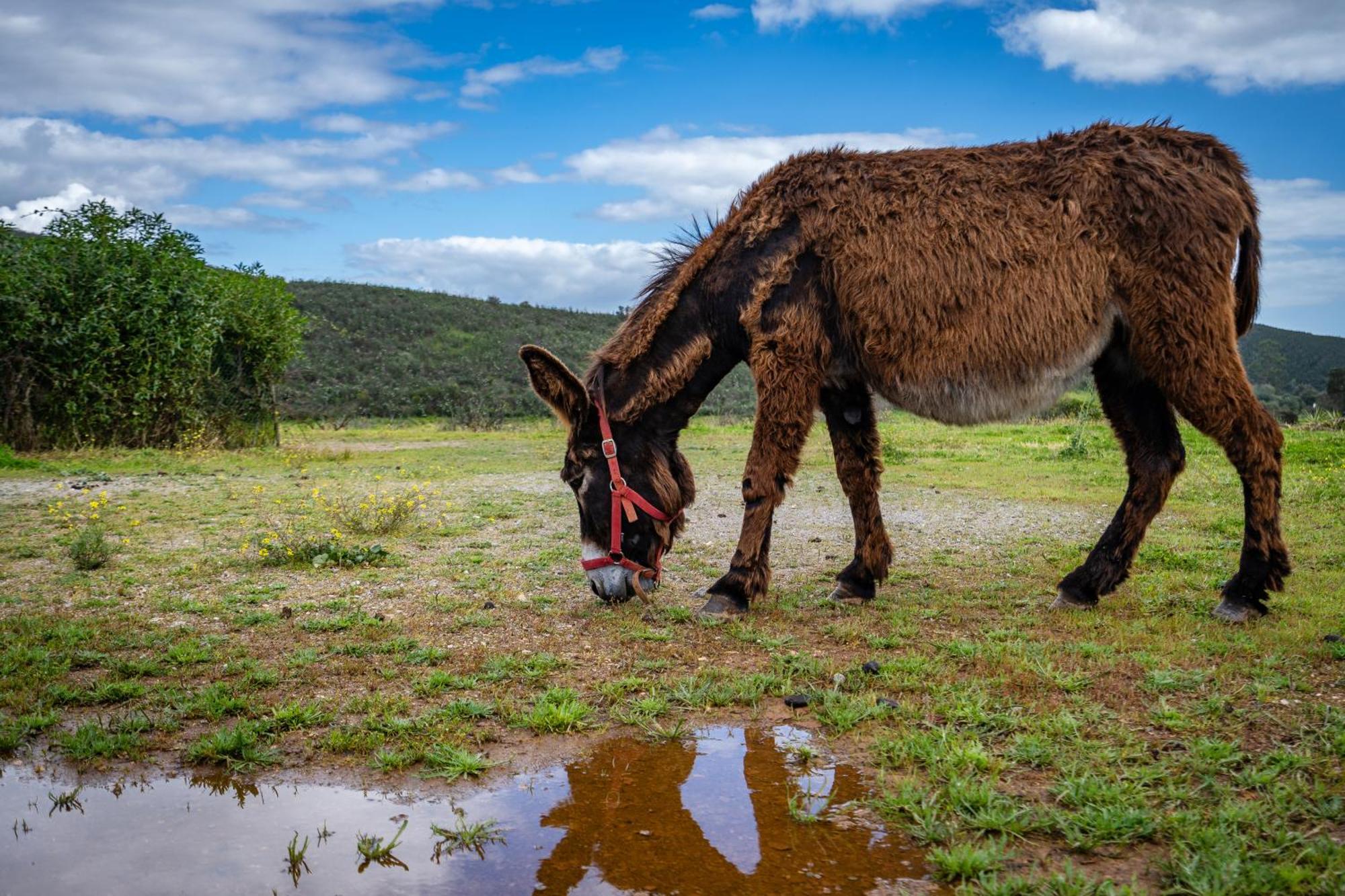 Burro Ville By Host Wise Portimão Kültér fotó