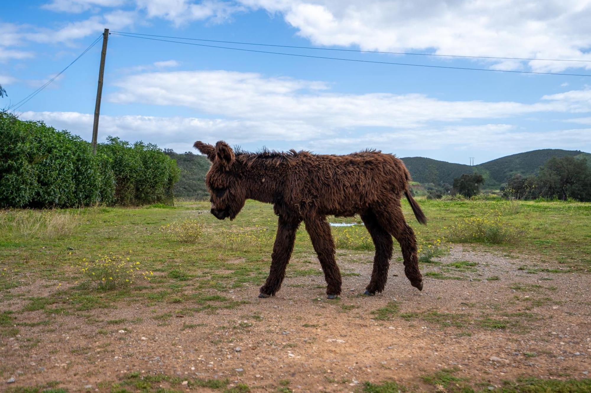 Burro Ville By Host Wise Portimão Kültér fotó
