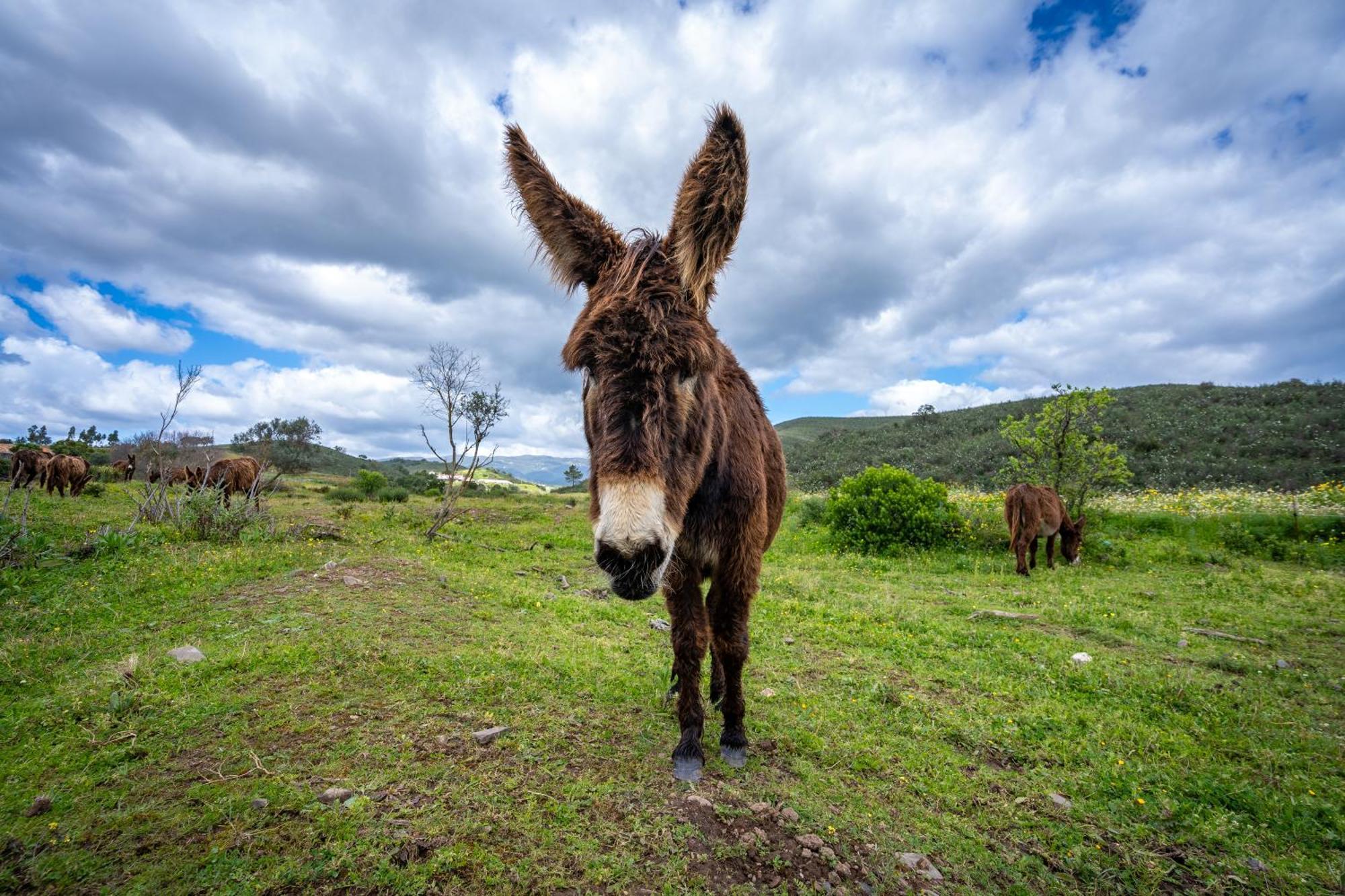 Burro Ville By Host Wise Portimão Kültér fotó