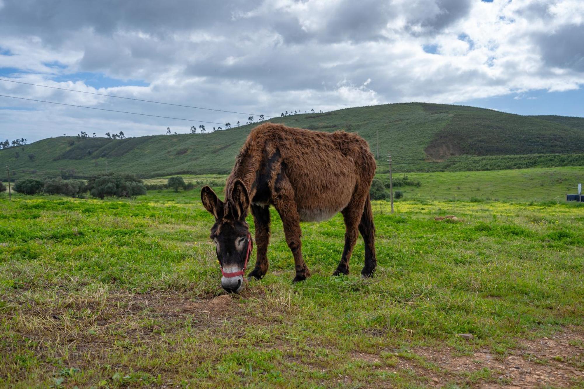 Burro Ville By Host Wise Portimão Kültér fotó