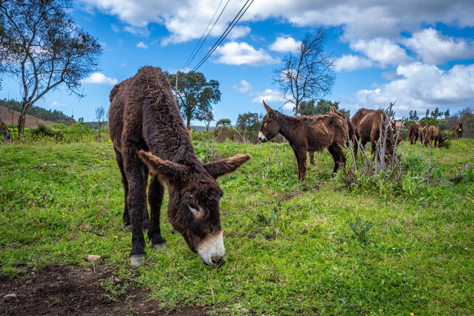 Burro Ville By Host Wise Portimão Kültér fotó