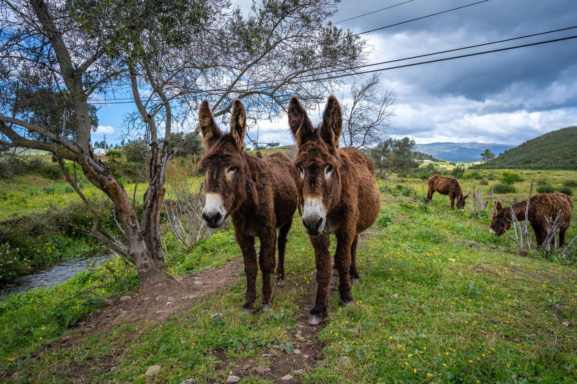 Burro Ville By Host Wise Portimão Kültér fotó