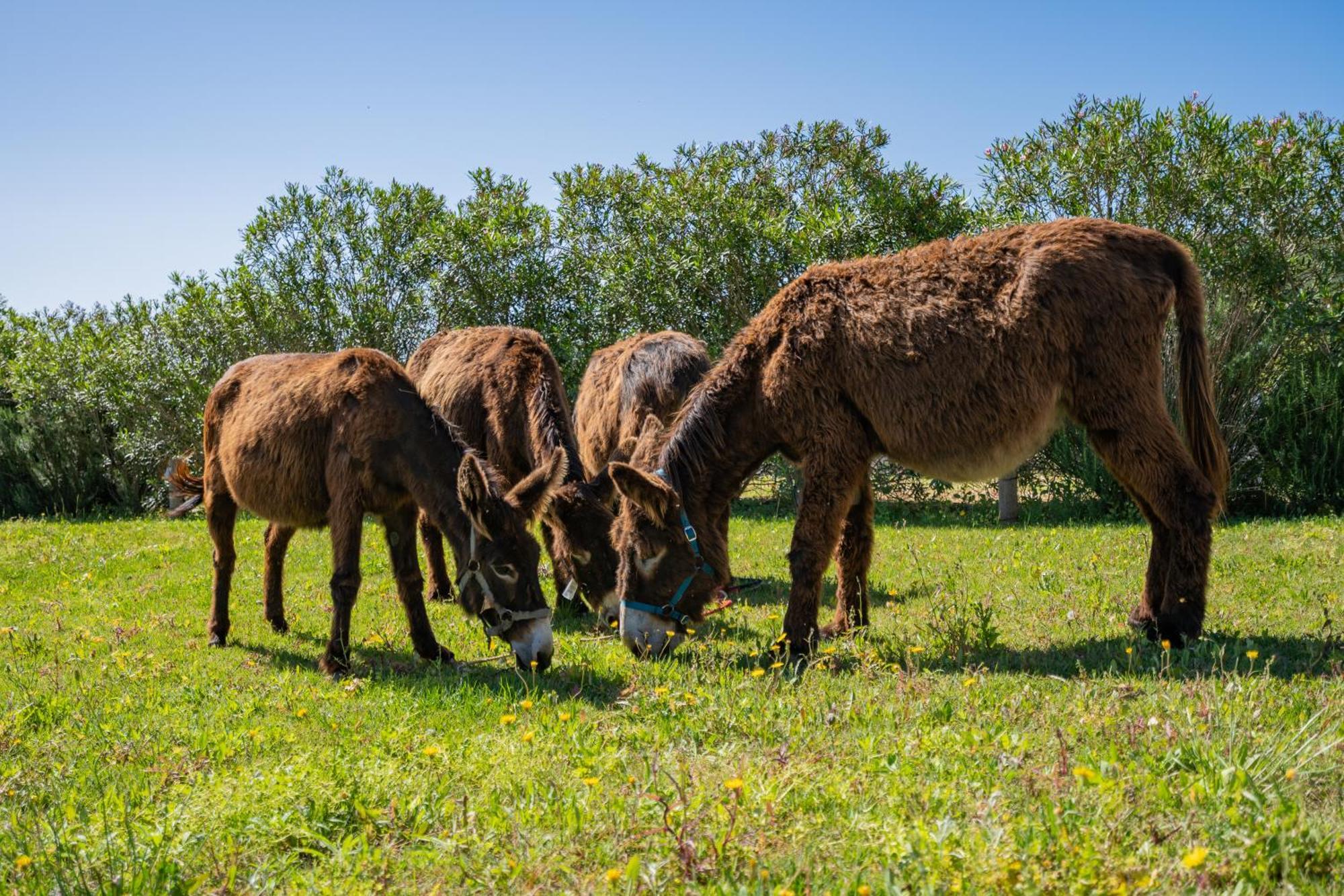Burro Ville By Host Wise Portimão Kültér fotó